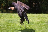 Golden Eagle in flight