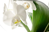 Closeup of a white orchid