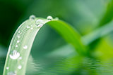 Green grass with dew drops