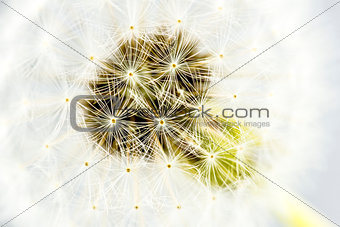 Macro shot of dandelion seed head