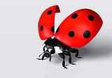 Ladybird with an open elytra