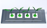 Small plants plugged in a support panel