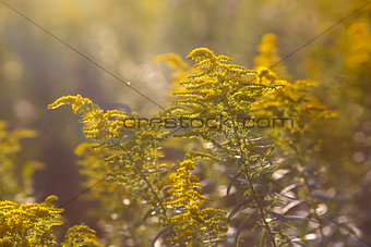 Yellow flowers in a meadow as a texture
