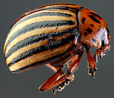 Colorado Beetle Macro Cutout