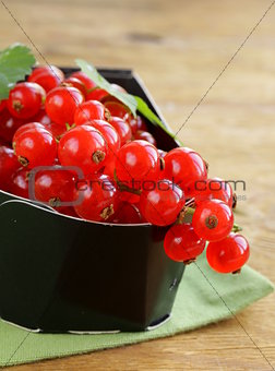 Organic sweet ripe red currant