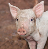 One young pig on farm portrait