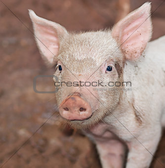 One young pig on farm portrait
