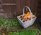 Basket with pumpkin, dry leaves and fir cones on a rustic step