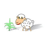 A funny sheep on a white background