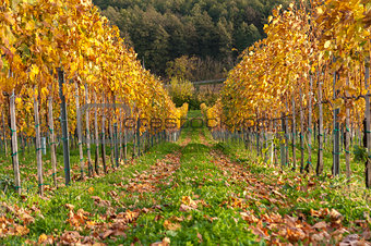 Vineyard in fall