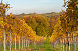 Landscape with Vineyard in fall