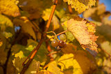 Ripe wine grapes on a vibrant grapevine
