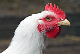 white rooster