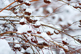 Branches with fruits in the snow
