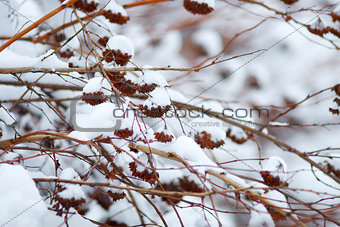 Branches with fruits in the snow