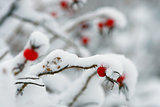 rosehip berries covered with snow
