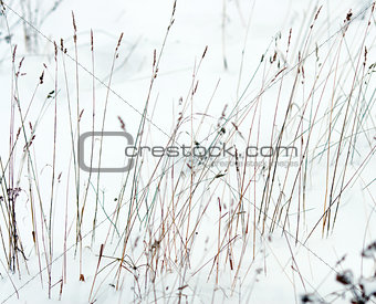 Dry grass in snow as a texture