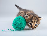 little kitten playing with a ball