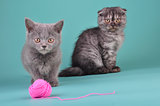 young cats playing with a ball