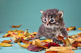 small 20 days old  kitten in autumn leaves