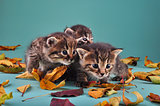 group of small  kittens in autumn leaves