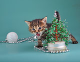 kitten against Christmas tree