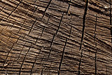 Macro sawed and dry wood texture with details