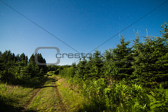 Country Road in the forest with Clear Sky and Stars at Night