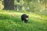 black and white cat in warning position