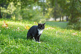 black and white cat sitting on grass