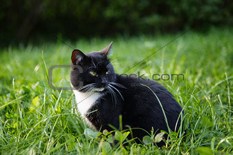 black and white cat sitting on grass