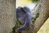 british shorthair cat climbing on the tree