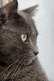 close up portrait of british shorthair cat