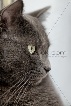 close up portrait of british shorthair cat