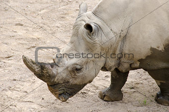 White rhinoceros, Ceratotherium simum