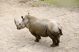 White rhinoceros, Ceratotherium simum
