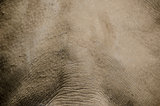 Background skin rhino