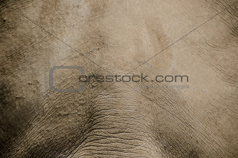Background skin rhino