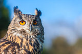 European  Owl