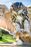 European  Owl