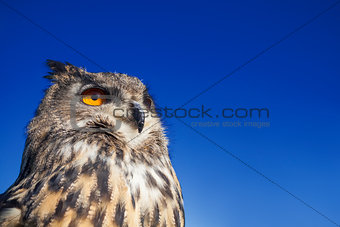 European Owl