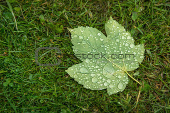 Maple leaf covered with raindrops