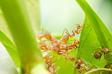 red ants teamwork 