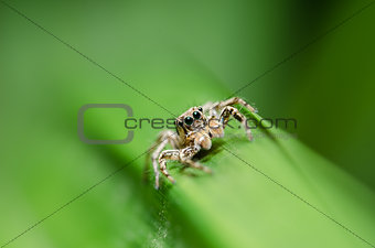Spider in green nature background