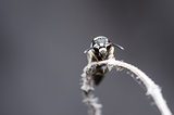 Wasp in the nature