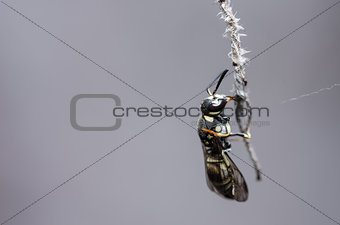 Wasp in the nature