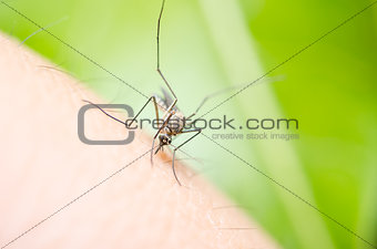 mosquito in nature