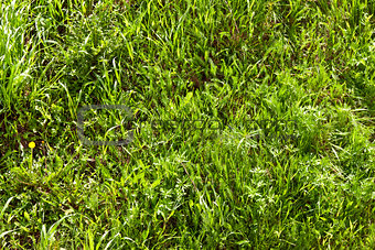 background of spring green grass