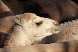 Young camel