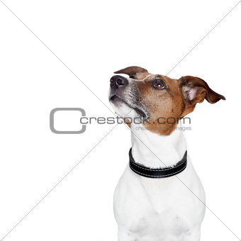 placeholder banner dog